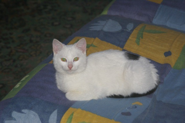 Miaunel
