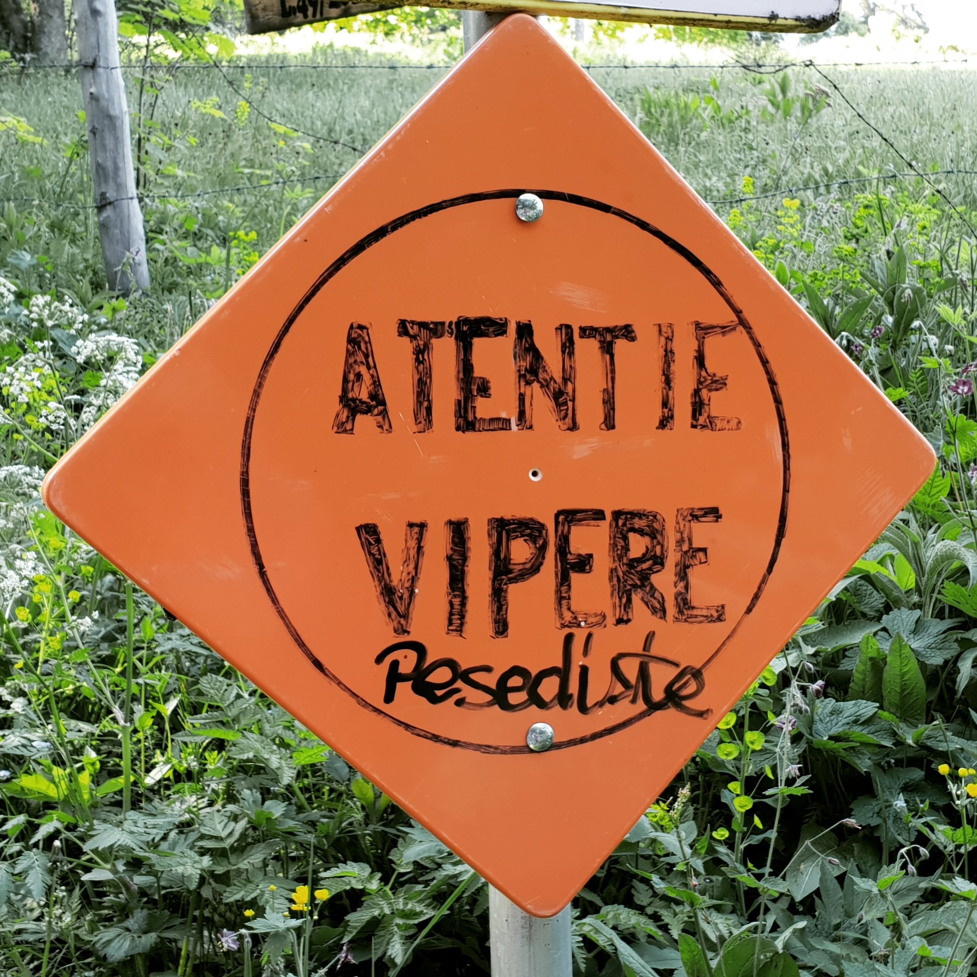 vipere